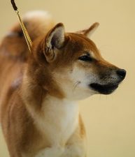 #1 Shiba Inu in the US in 2014