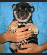 Akuto as a Puppy