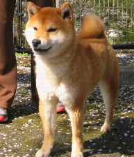 Ryu’s Sire: 日吉丸号