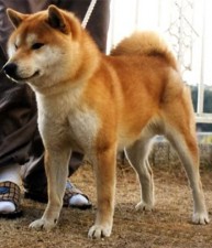 Beni’s sire’s sire: 秀錦号