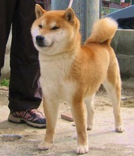 Yoshi’s Sire: 秀吉号