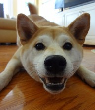 Shiba 500!