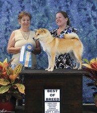 Beni wins Best of Breed