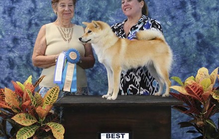 Beni Wins Best of Breed