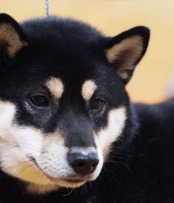 #4 Shiba in the US in 2014