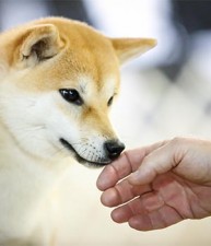 #2 Shiba in the US in 2014