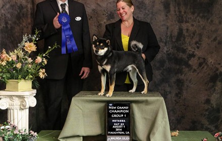 Sire – Grand Champion.  2014 #4 Shiba in the US. Japanese Import.