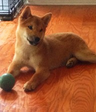 Mr. Adorable