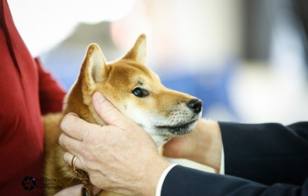 Sire – Hideyoshi. 2014 Champion. #3 Shiba in the US.