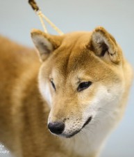 #3 Shiba in the US in 2014