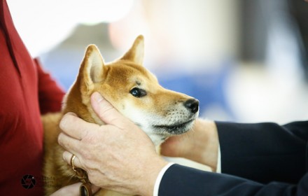 Sire – Champion. 2014 #3 Shiba in US. Japanese Import.