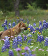 Smelling the Flowers