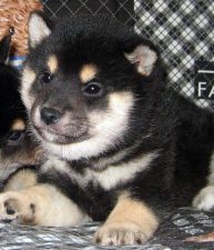 5 weeks old