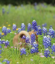 Shiba Tail