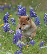 Stopping to Smell the Flowers