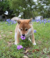 Flower Girl