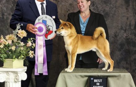 Ryu Wins Best In Show