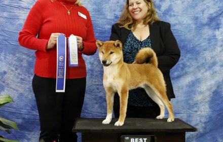 Ryu wins Best of the Best